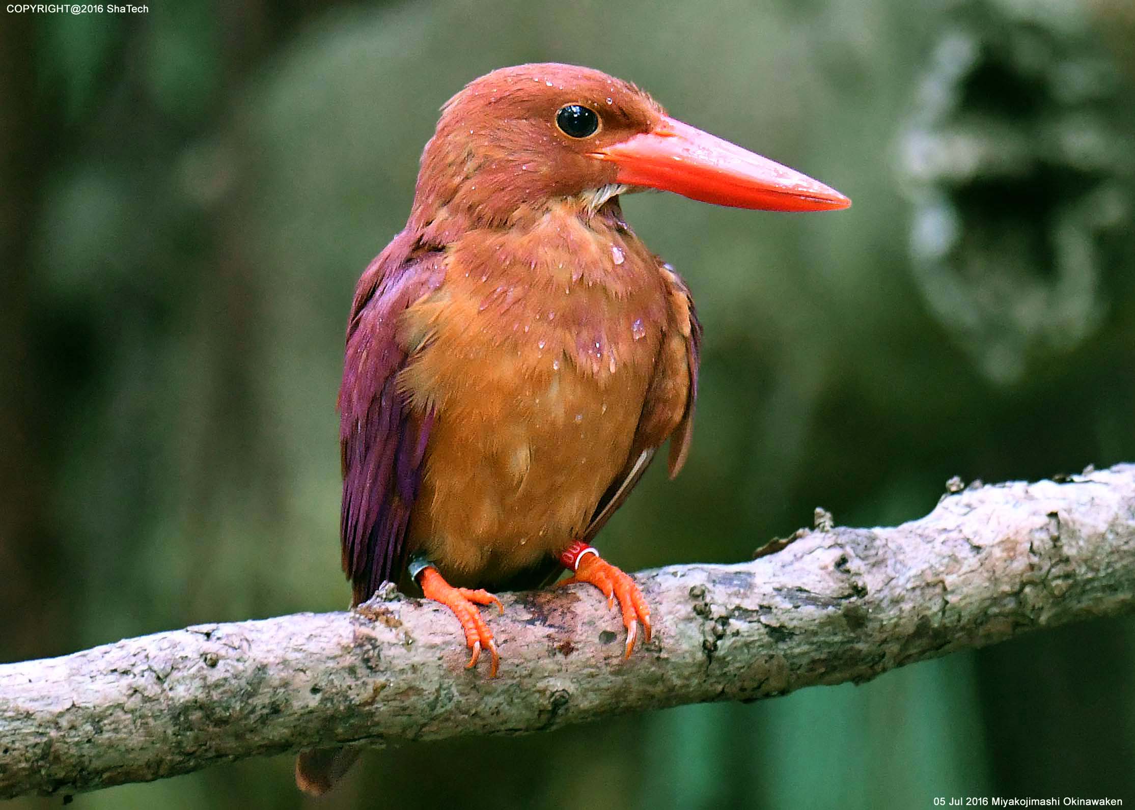 リュウキュウアカショウビン Halcyon Coromanda Bangsi Ruddy Kingfisher Bangsi Plamennaya Alciona