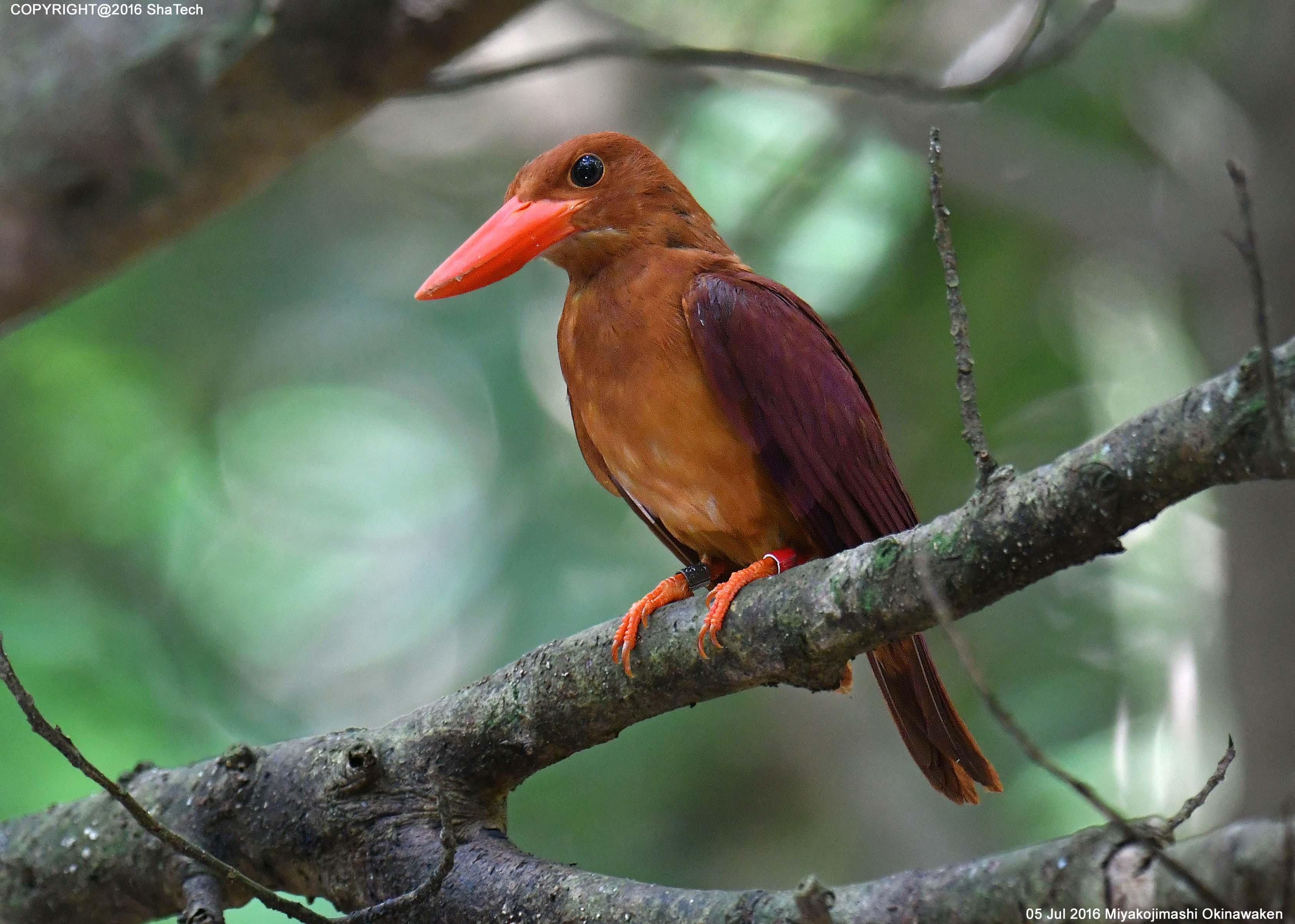 リュウキュウアカショウビン Halcyon Coromanda Bangsi Ruddy Kingfisher Bangsi Plamennaya Alciona