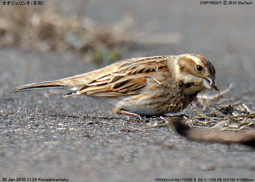 オオジュリン Emberiza Schoeniclus Common Reed Bunting Kamyshevaya Ovsyanka