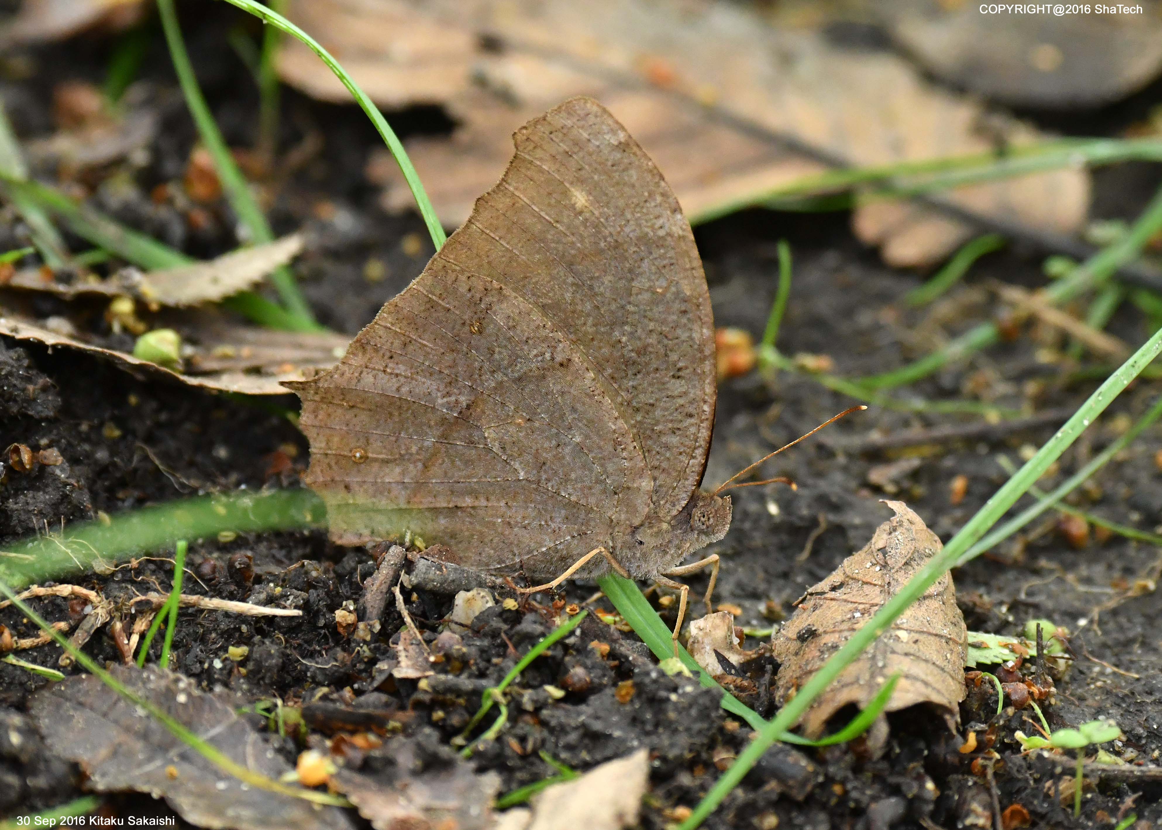 クロコノマチョウ Melanitis Phedima Oitensis Dark Evening Brown