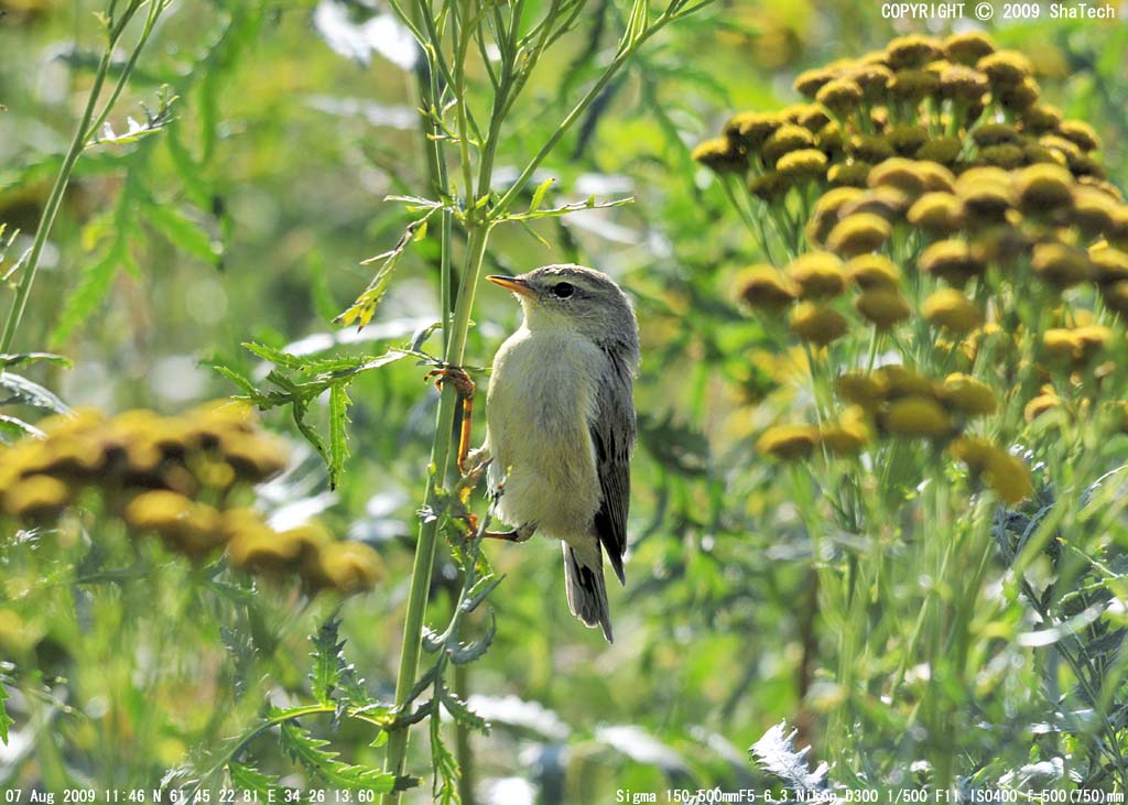 キタヤナギムシクイ/Phylloscopus trochilus/Willow Warbler/Пеночкавесничка