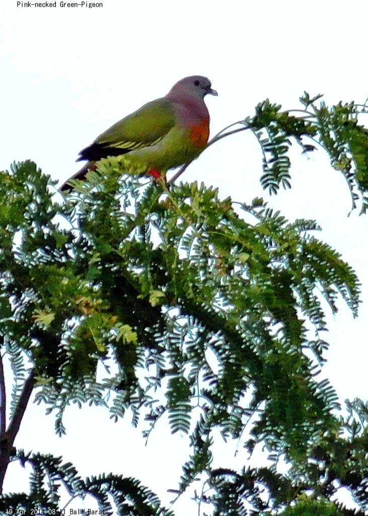 コアオバト Treron Vernans Pink Necked Green Pigeon Rozovoshejnyj Zelyonyj Golub